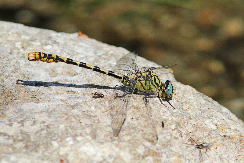 J14_1310 Onychogomphus forcipatus.JPG